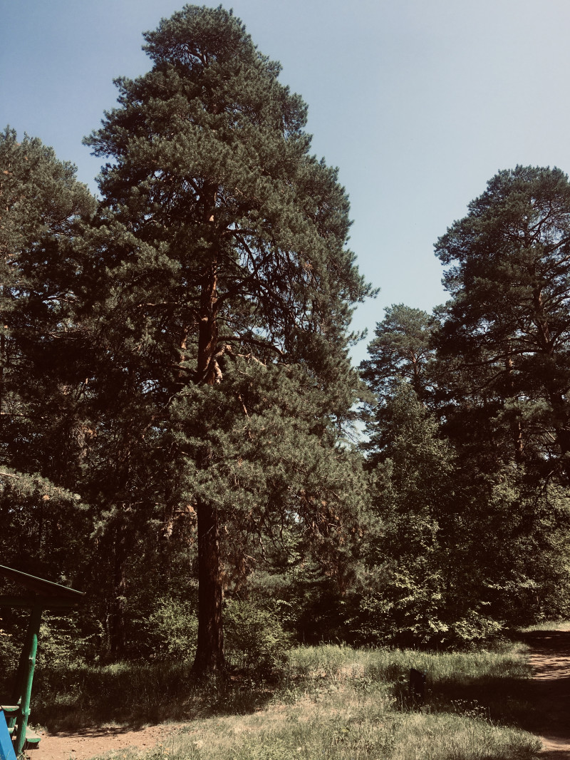 Прогулочное ф четверг