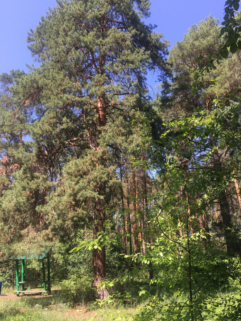 Прогулочное ф четверг