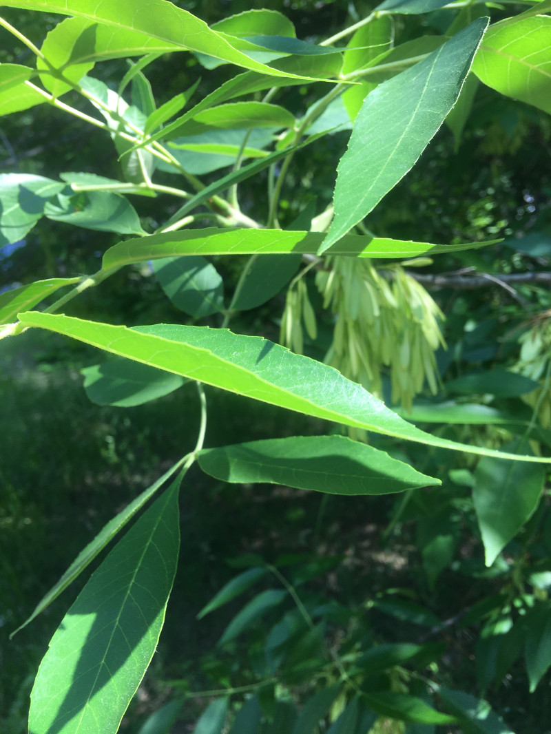 Прогулочное ф четверг