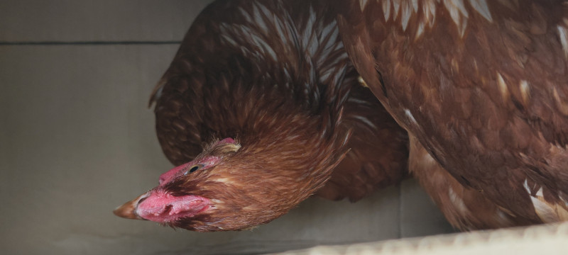 Помощь с курицами и на кухне.