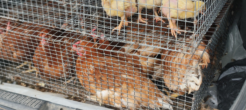 Помощь с курицами и на кухне.