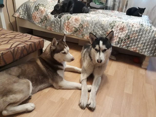 Павел Шарыкин, Россия, Чехов. Фото на сайте ГдеПапа.Ру