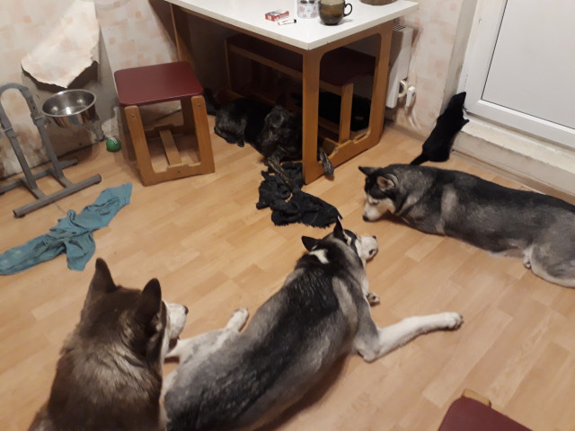 Павел Шарыкин, Россия, Чехов. Фото на сайте ГдеПапа.Ру