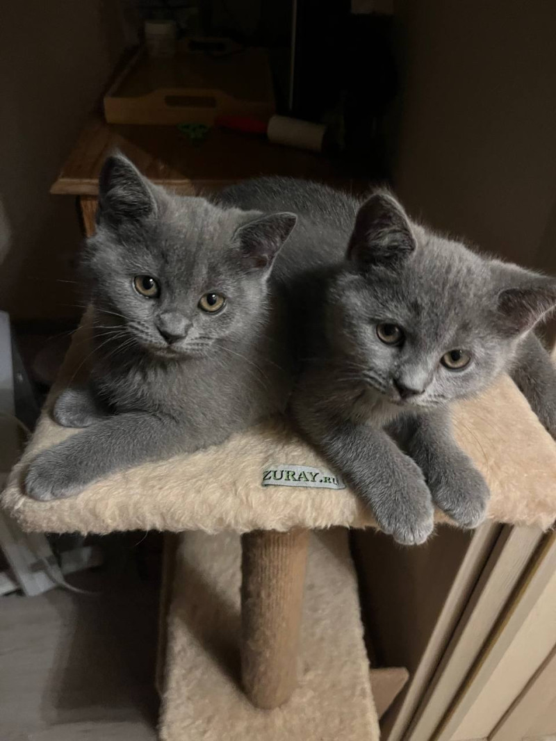 Мохнатые попы