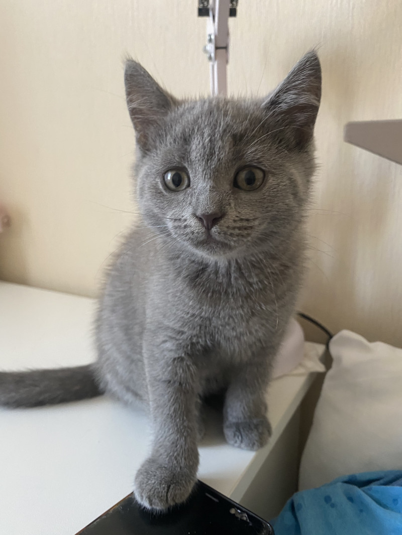 Мохнатые попы