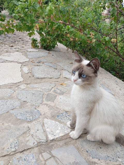 Роман, Россия, Элиста. Фото на сайте ГдеПапа.Ру