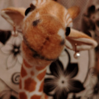 Ева, Россия, Борисоглебский, 50 лет