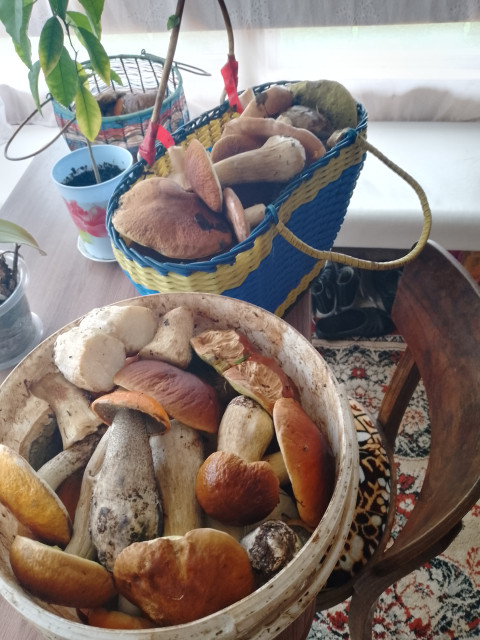 Вот такие грибки я собираю