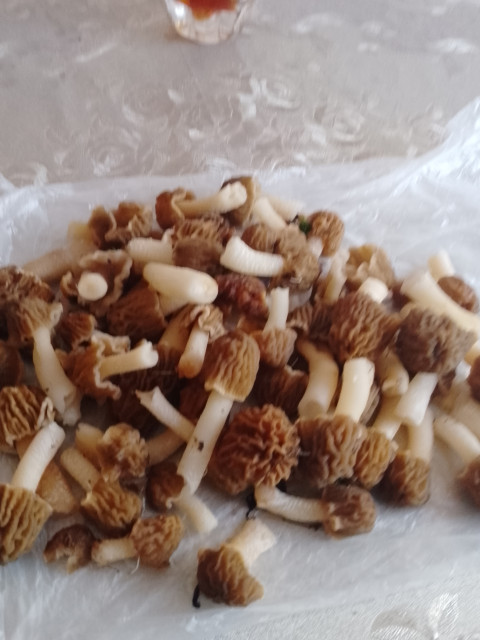 Весенние сморчки,будем готовить