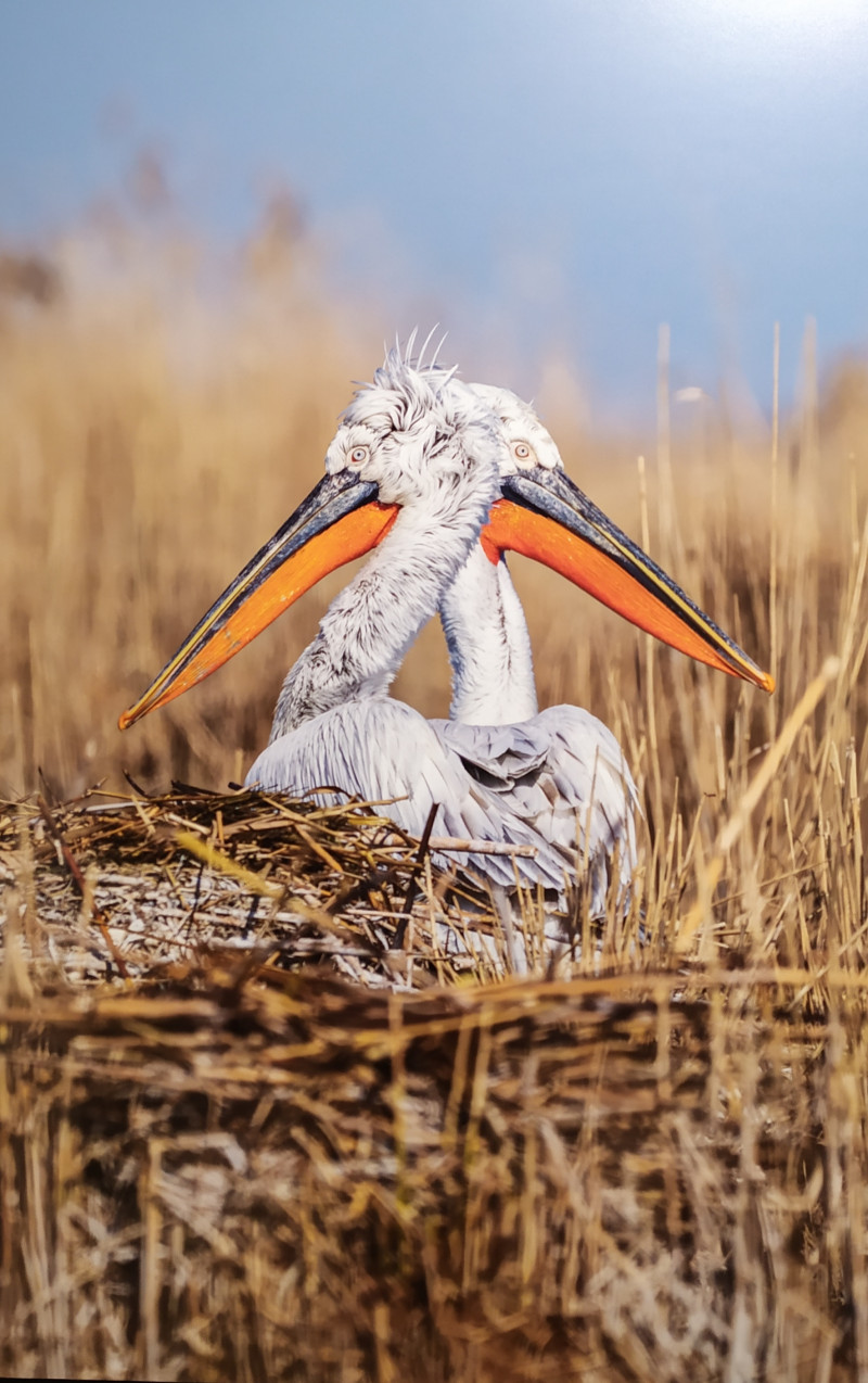 Фестиваль природы "Первозданная Россия"