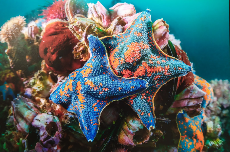 Фестиваль природы "Первозданная Россия"