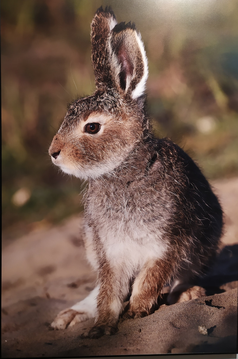 Фестиваль природы "Первозданная Россия"