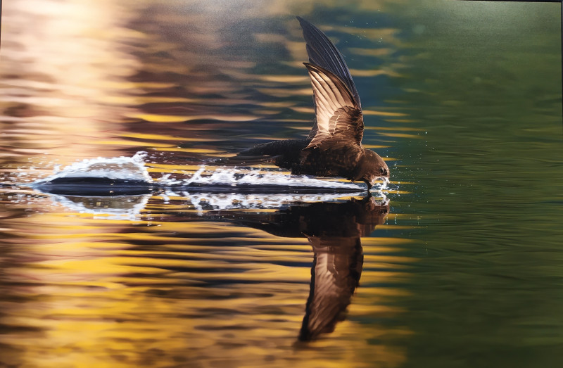 Фестиваль природы "Первозданная Россия"