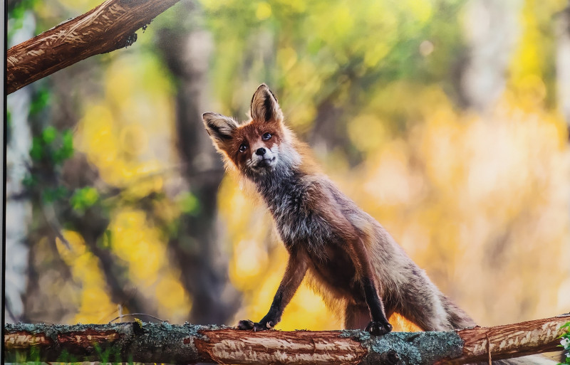 Фестиваль природы "Первозданная Россия"