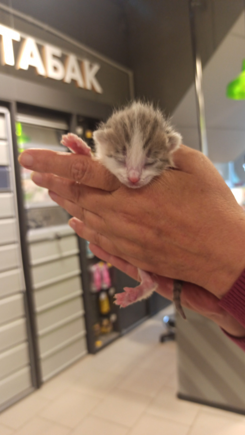 Котята.обретения дома