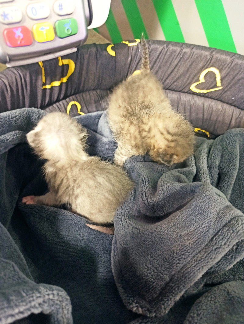 Котята.обретения дома