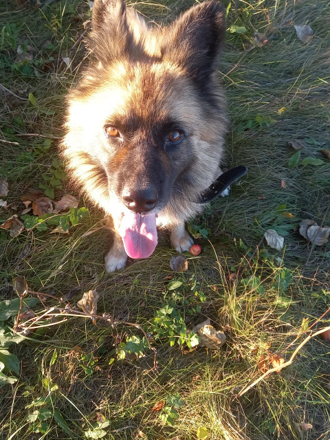 Моя охрана Мухтар