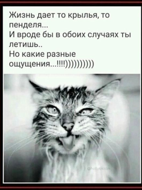 Игорь, Россия, Краснодар, 52 года, 1 ребенок. Познакомлюсь с женщиной для любви и серьезных отношений, добрую, верную, умную, легкую на подъём, умеющую...  Анкета 697255. 