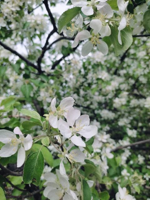 Даша, Россия, Москва, 40 лет, 2 ребенка. Познакомлюсь с мужчиной для дружбы и общения. Сначала общение, а дальше посмотрим.  Анкета 703664. 