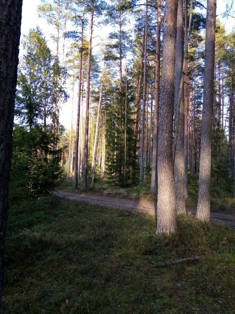 Выборгский р-н лен. области