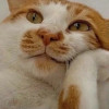 Котёночкин, Россия, Москва, 51 год