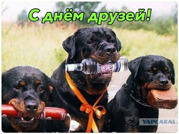 Лучше ротвейлера может быть только три ротвейлера !