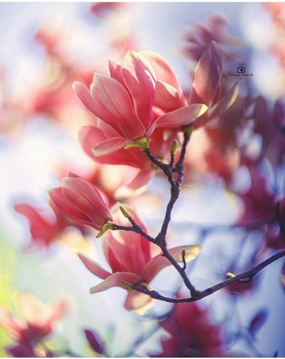 Елена Будз, Дмитров, 53 года, 1 ребенок, 1 фото. Сайт одиноких матерей GdePapa.Ru