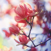 Елена Будз, Россия, Дмитров, 53 года