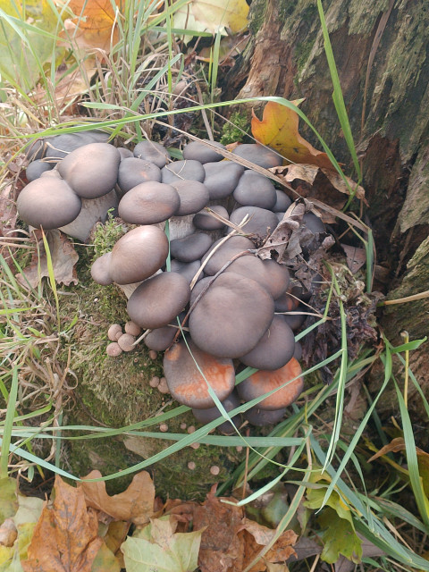 Алексей, Россия, Чехов, 55 лет. Познакомлюсь с женщиной для любви и серьезных отношений, брака и создания семьи. Гостевого брака. НоНичто не заменит живого разговора. Лучше позвонить и спросить. Открыт, для общения. Вдовец,. Дети вз