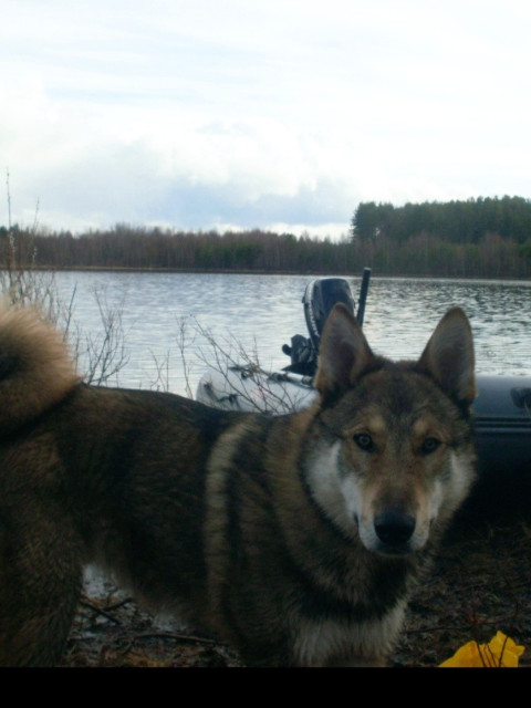 Иртыш( Тахтомыш)  в 6 поколении волк, 
 Медведя не ссыт,