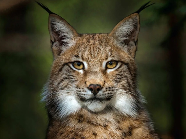 Елена, Россия, Рязань, 31 год. Познакомится с мужчиной