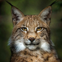 Елена, Россия, Рязань, 31 год