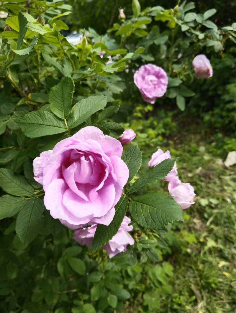 Конкурс! Самый красивый летний пейзаж.