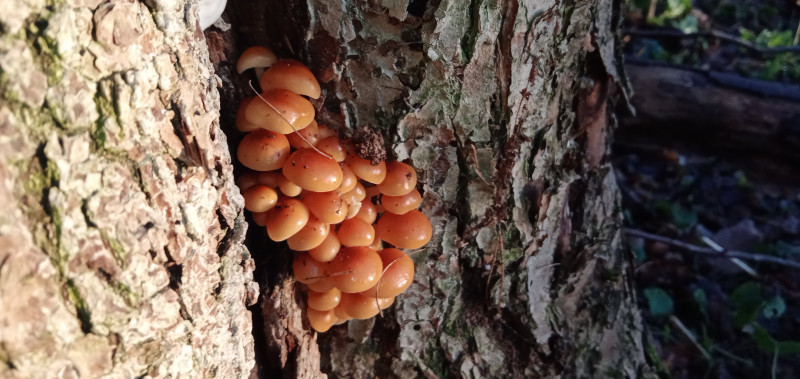 " Лесной дракон " или грибочки идут !