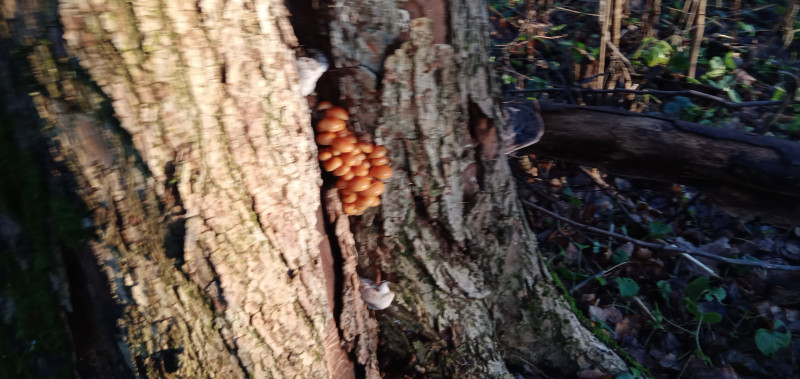 " Лесной дракон " или грибочки идут !