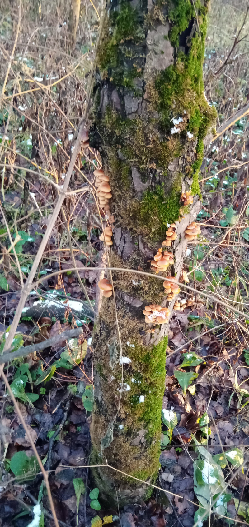 " Лесной дракон " или грибочки идут !
