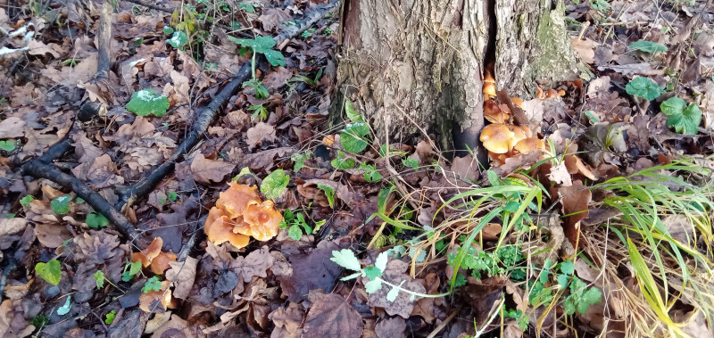 " Лесной дракон " или грибочки идут !