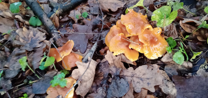 " Лесной дракон " или грибочки идут !