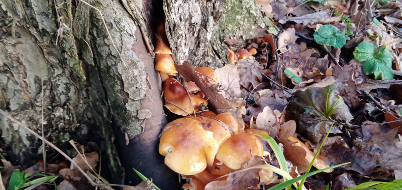 " Лесной дракон " или грибочки идут !