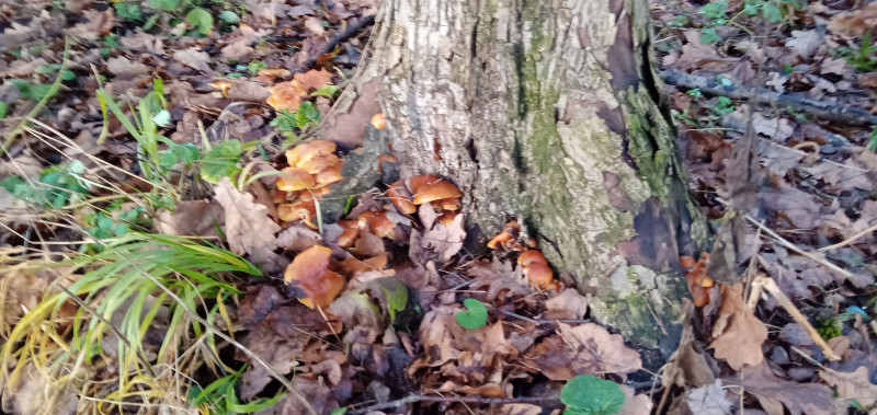 " Лесной дракон " или грибочки идут !