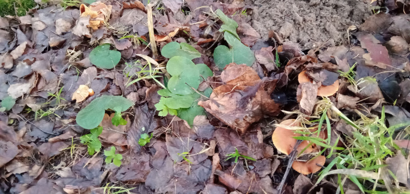 " Лесной дракон " или грибочки идут !