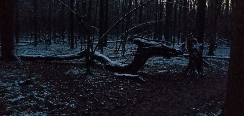 " Лесной дракон " или грибочки идут !