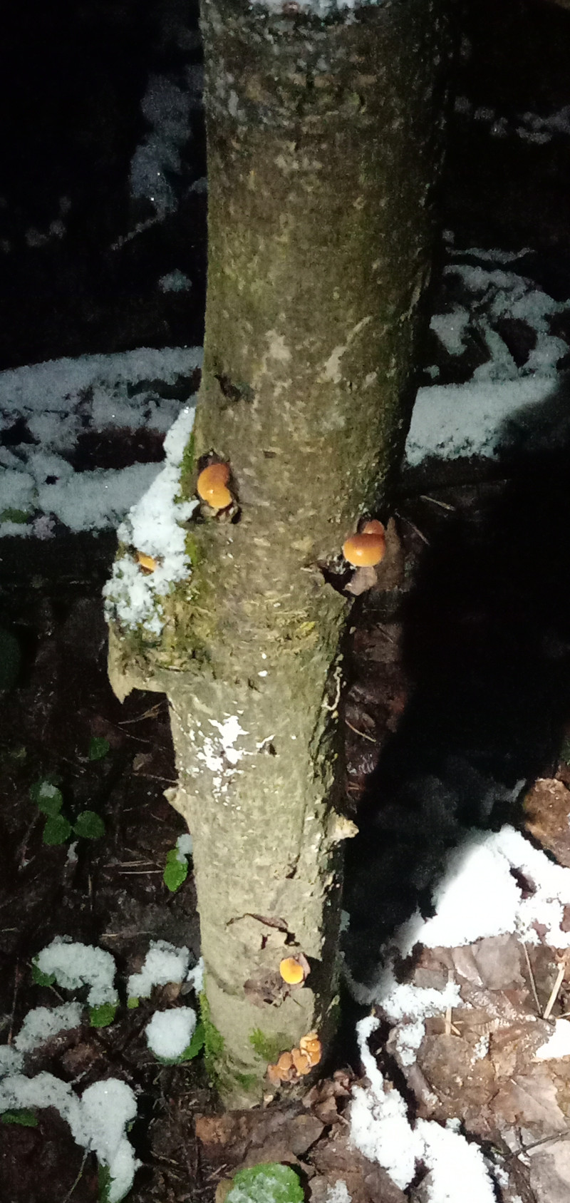 " Лесной дракон " или грибочки идут !