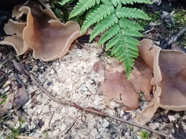 Зелёный, Россия, Москва. Фото на сайте ГдеПапа.Ру