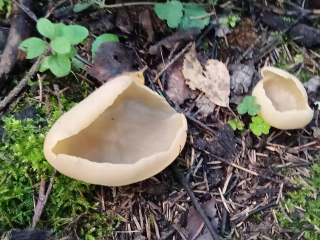 Зелёный, Россия, Москва. Фото на сайте ГдеПапа.Ру