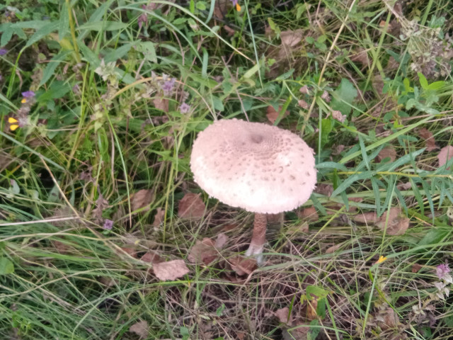 Зелёный, Россия, Москва. Фото на сайте ГдеПапа.Ру