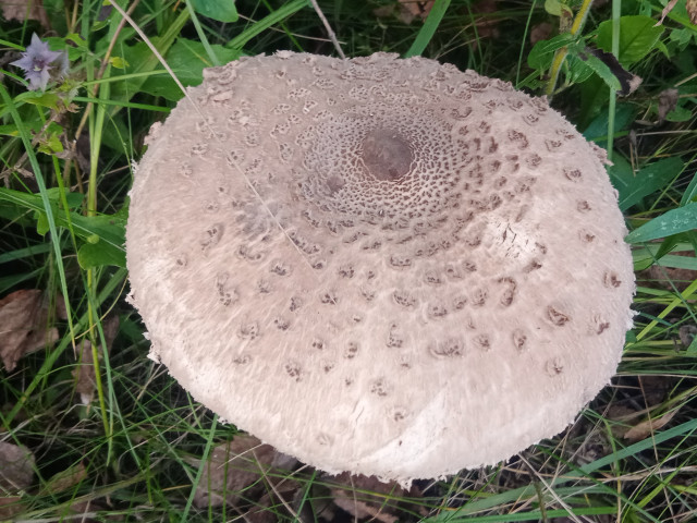 Зелёный, Россия, Москва. Фото на сайте ГдеПапа.Ру