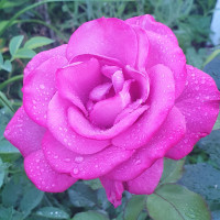 Людмила, Москва, м. ВДНХ, 59 лет