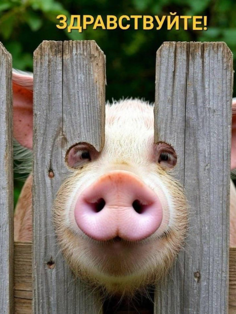 Алекс, Россия, Калининград. Фото на сайте ГдеПапа.Ру