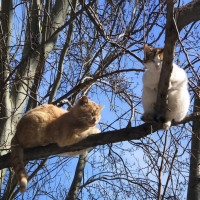 Ирина, Россия, Коломна, 40 лет